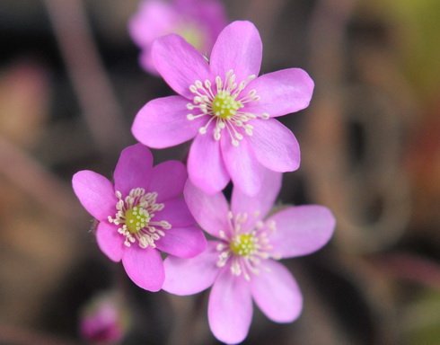 Rich pink flowers with white stamens