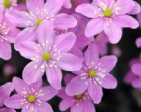 Hepatica nobilis Cremar