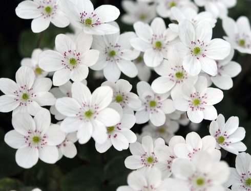 Clean white flowers like buttercups with pink stamens