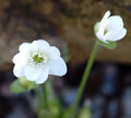 Big clean white flowers