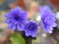 Fabulous deep blue double flowers.