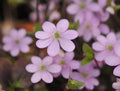 mid pink flowers with pink stamens