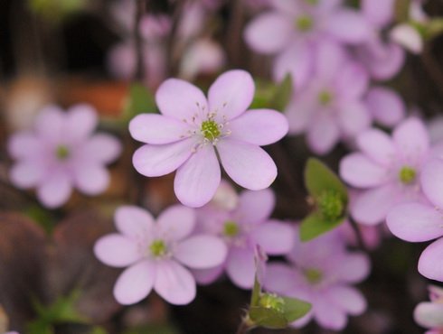 mid pink flowers with pink stamens