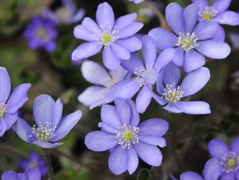 rich blue flowers with white stamens