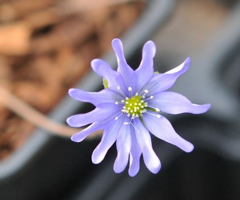 Fabulous blue multipetalled flowers.