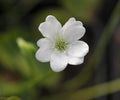 Clear white flowers over palest green foliage