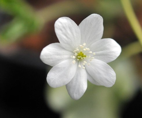 Clear white flowers over palest green foliage