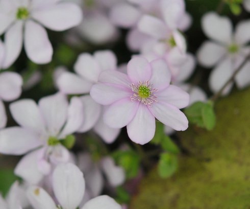 mid pink flowers with white stamens