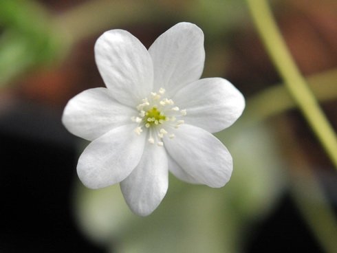 Buttercup-like white flowers.