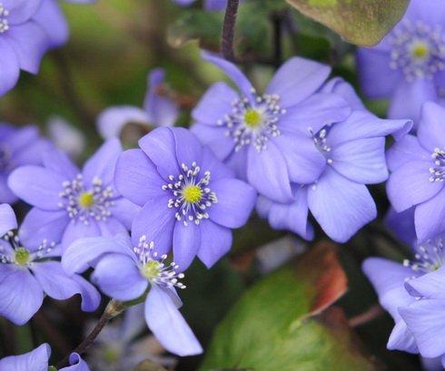 Big single blue flowers