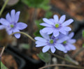 Good rich blue flowers.