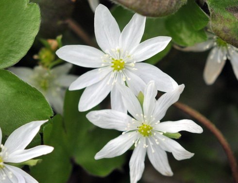 Pure white star-like flowers in early spring