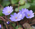 Nicely form blue flowers