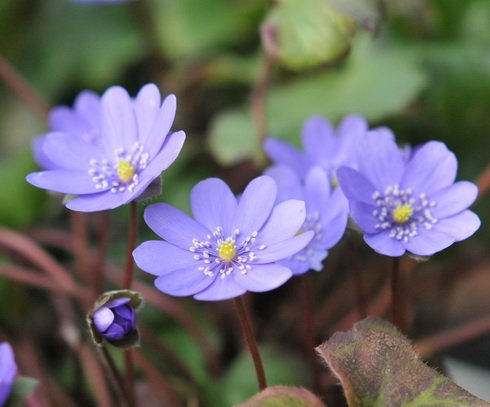 Nicely form blue flowers
