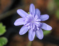 Big blue flowers with petaloid stamens