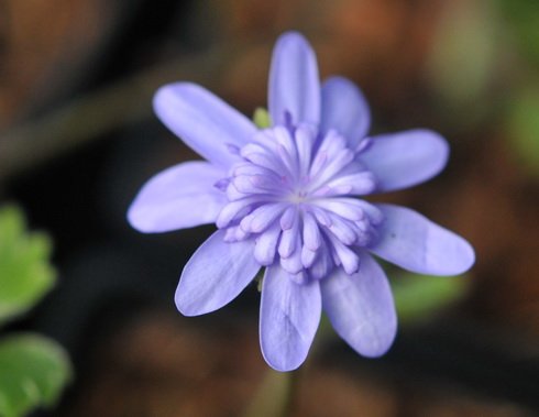 Big blue flowers with petaloid stamens