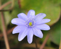 Good sized blue flowers