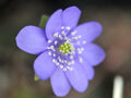 Good sized blue flowers