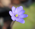 Big bowl shaped blue flowers in spring.