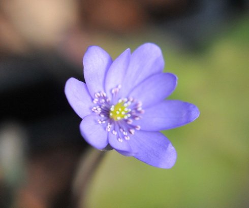 Big bowl shaped blue flowers in spring.