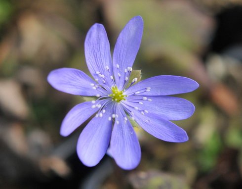 Big rich blue rounded flowers.
