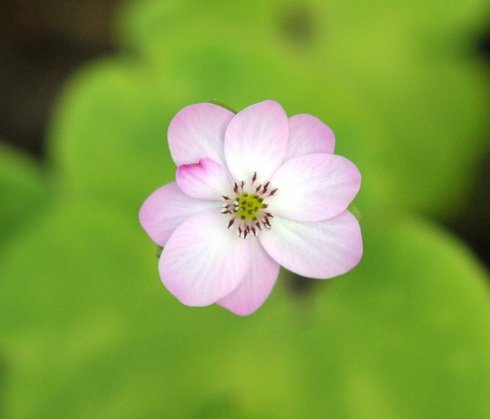 Good sized white flowers with pink shading