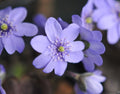 Big mid blue perfectly formed flowers.