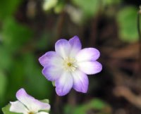 Hepatica x euroasiatica Professor Friedrich Hildebrand