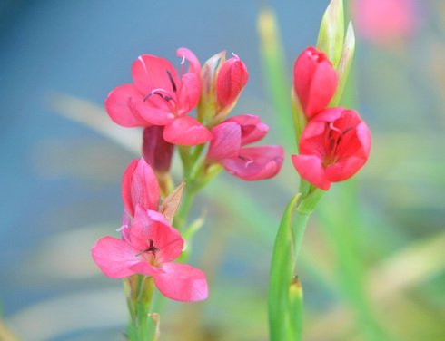 Scarlet red flowers on slender stems