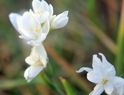 Nice big clean white flowers