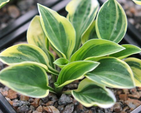 Tiny hosta with yellow margined leaves