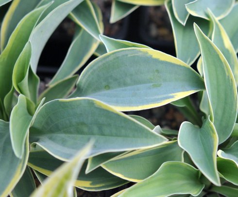 A fine variegated stripe to the edge of the foliage