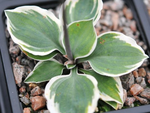 A fine form with tiny foliage and a finest white stripe
