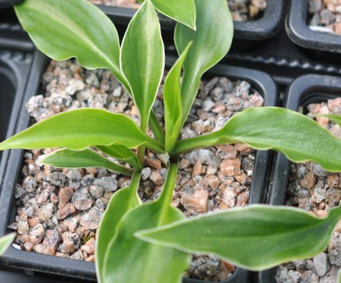 Miniature hosta with a fine white variegation