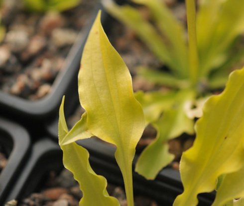 Tiny hosta with entirely yellow leaves.