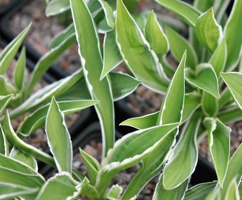 Rich green foliage with crisp white variegation
