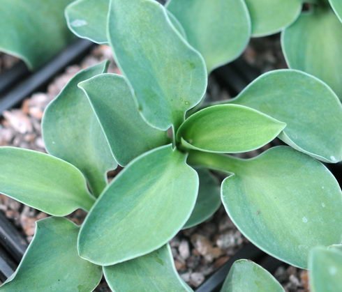 Bluish green rounded leaves.