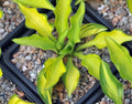 yellow foliage with green margins