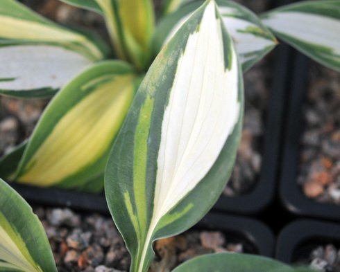 Hosta High Society
