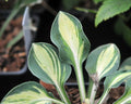 Small leaves with a yellow centre and green edges