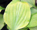 Bright golden yellow foliage on small plants