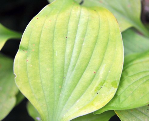 Bright golden yellow foliage on small plants