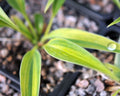 Narrow foliage with irregular yellow stripes