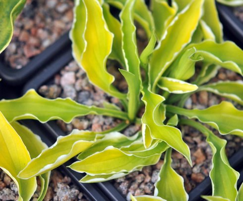 Miniature with yellow foliage and white variegation