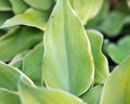 Clean white pinstripe margins on a two tone green leaf