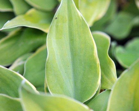 Clean white pinstripe margins on a two tone green leaf