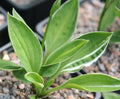 Rich green foliage with fine white margins