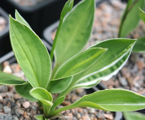 Rich green foliage with fine white margins