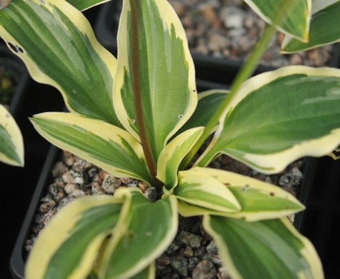 Rich green foliage with a yellow margin