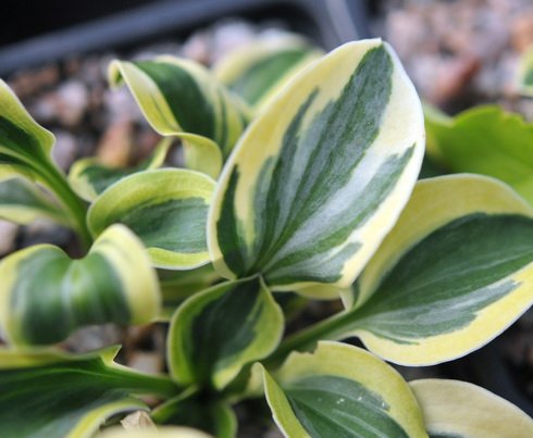 Tricoloured foliage on small plants